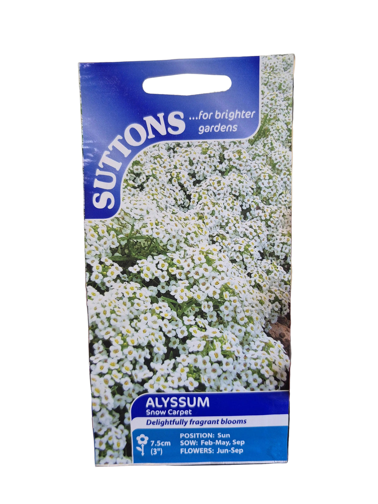 ALYSSUM - SNOW CARPET