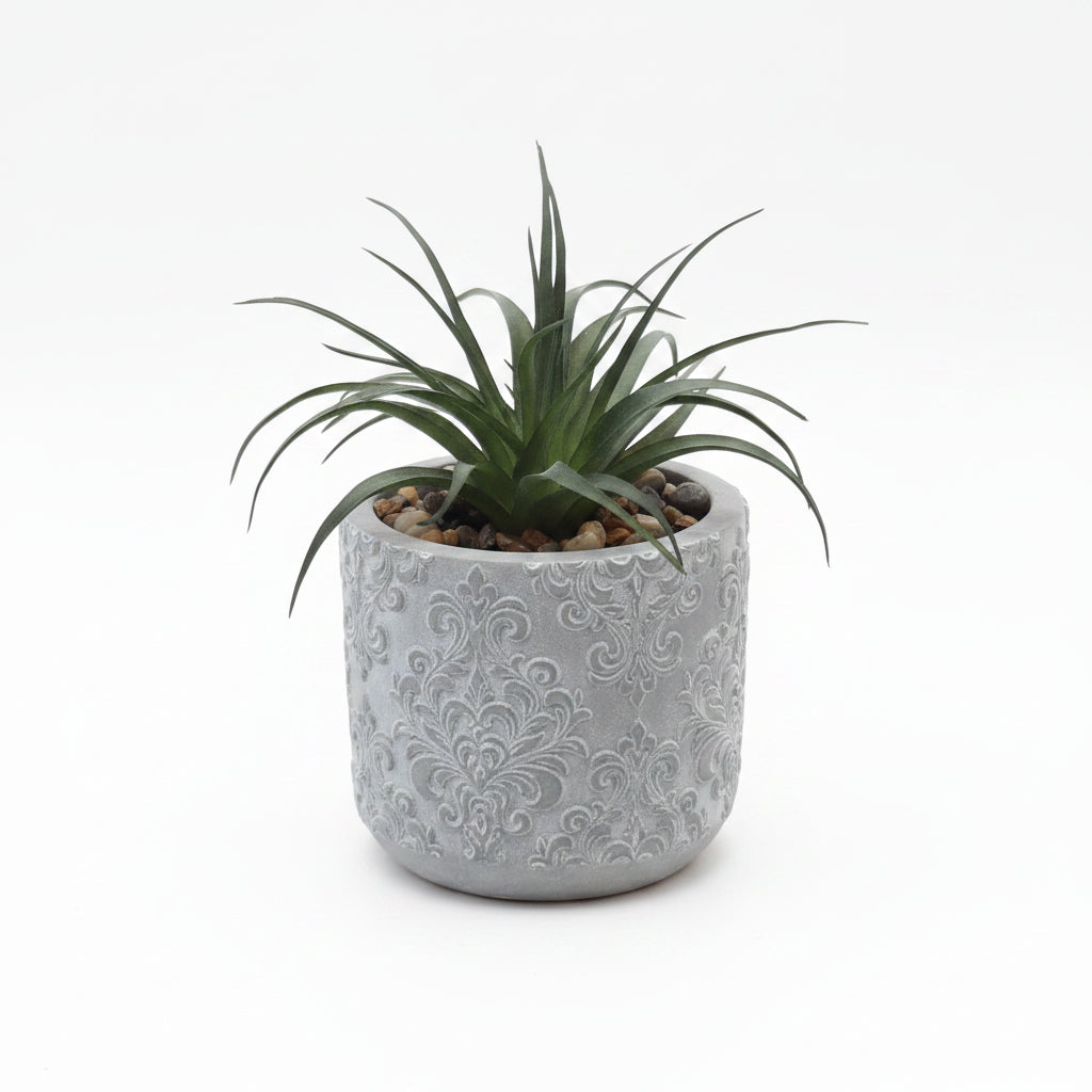 Succulent in Grey Pot 8cm x 15cm