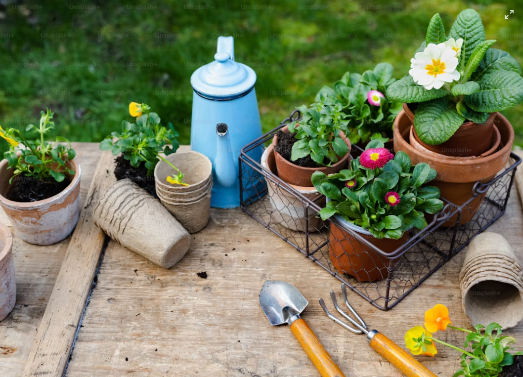 Garden plants, pots and gardening tools in an outdoor setting for planting and garden care.