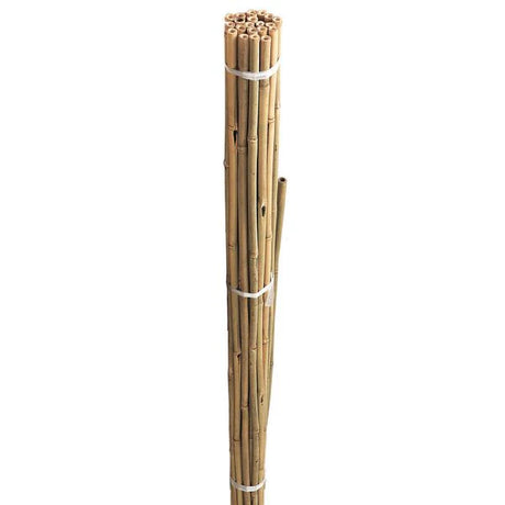 BAMBOO CANES 6'