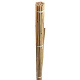 BAMBOO CANES 6'