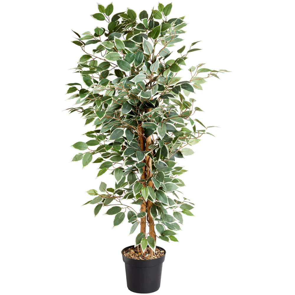 WEEPING FIG TREE 130CM